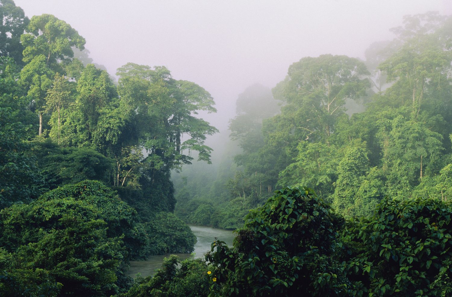 Blick in den Regenwald von Sabah