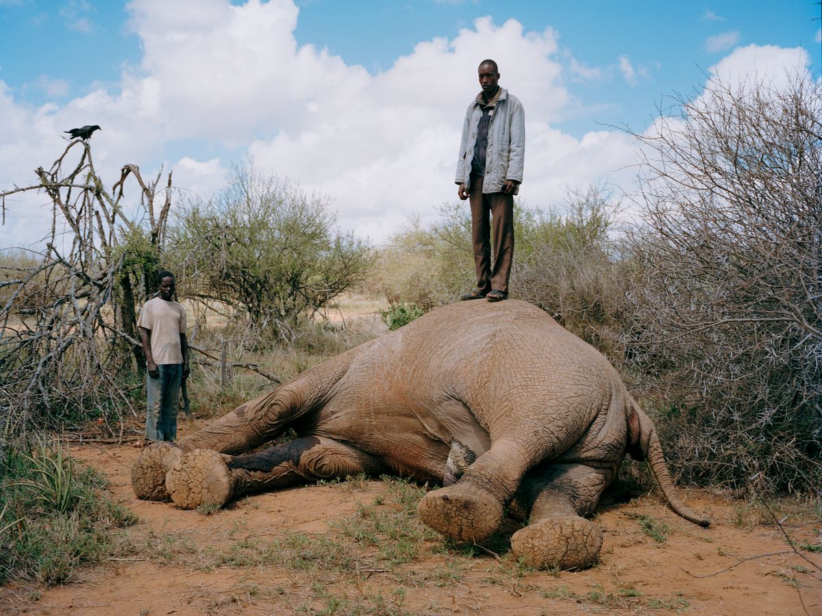 ein Mann steht auf dem Rücken eines toten Elefanten