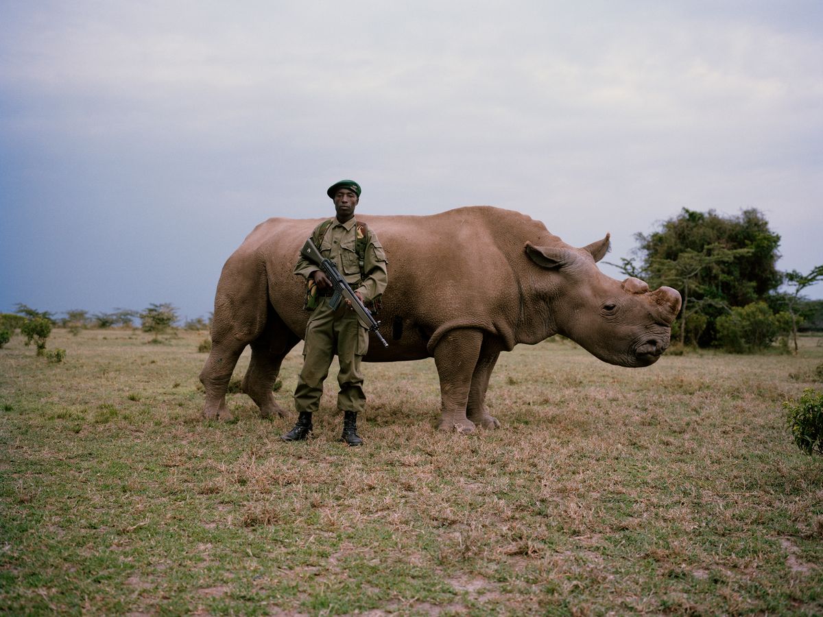 ein bewaffneter Mann in Uniform und mit einem Gewehr in der Hand steht vor einem Nashorn