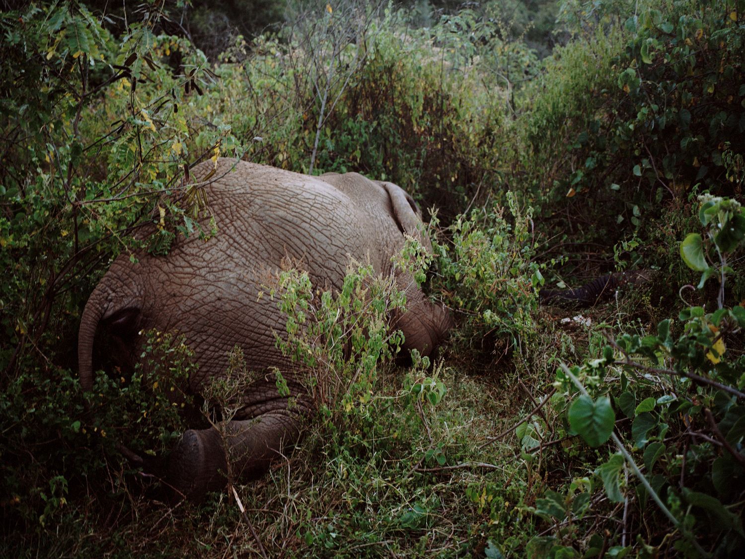 ein toter Elefant liegt im Gebüsch
