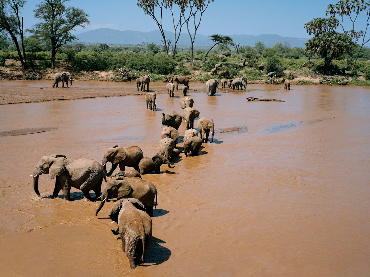 Eine Gruppe Elefanten durchquert einen Fluss
