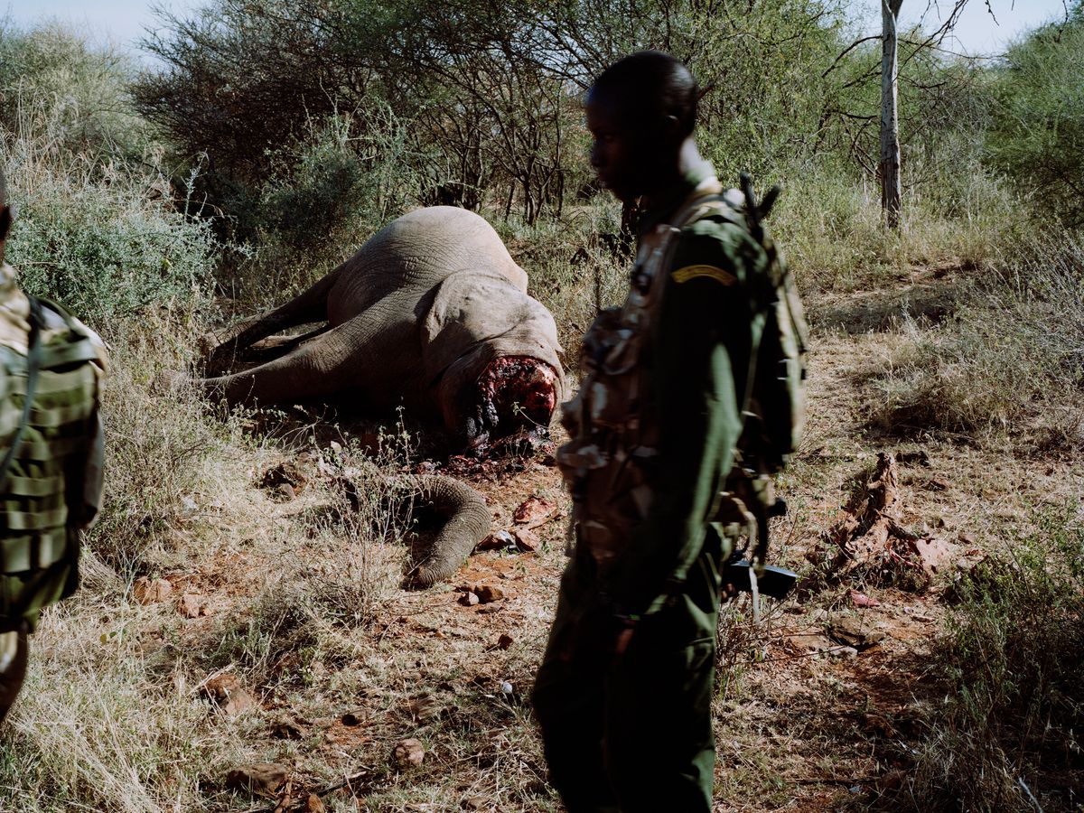 Ein geköpfter Elefant liegt am Boden, im Vordergrund uniformierte Männer