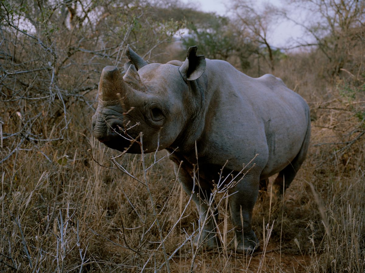 ein Nashorn steht im Busch mit einem leicht abgesägten Horn