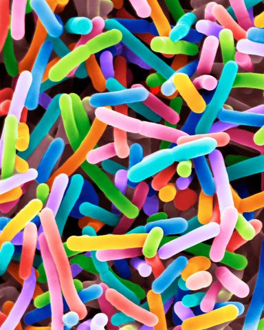 Rasterelektronenmikroskop-Aufnahme zeigt eine grosse Menge Bifidobakterien. Durch die ca. 3000-fache Vergrösserung und Kolorierung sehen sie aus wie farbige Stäbchen. 