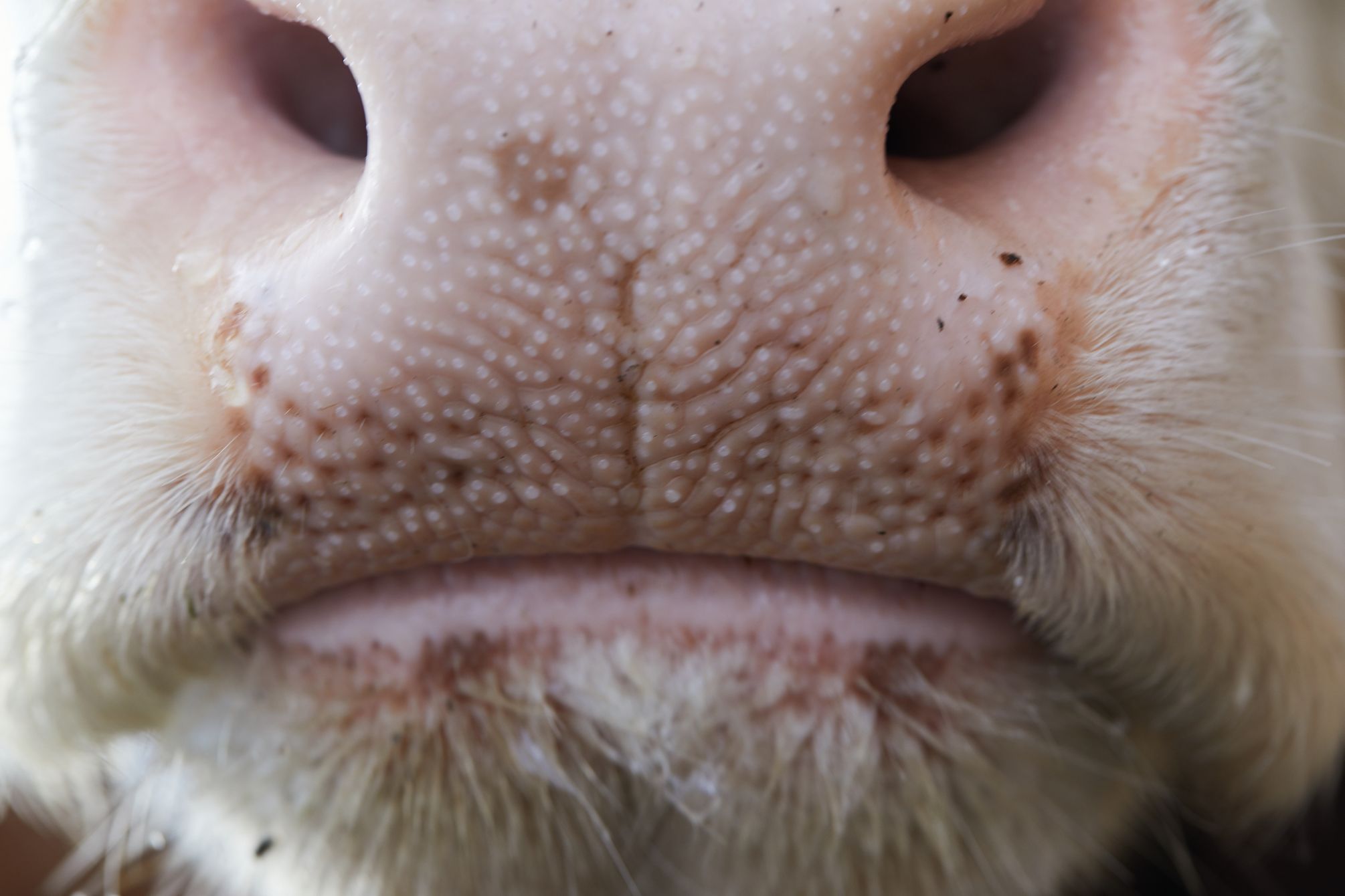 Das Klima und die Küche – Republik