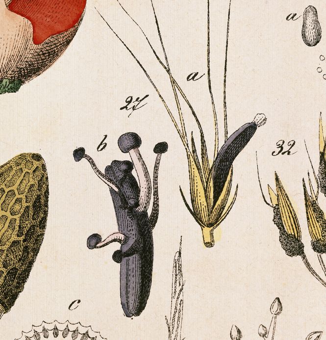 Wissenschaftliche Zeichnung aus dem Jar 1869 zeigt den Mutterkornpilz.