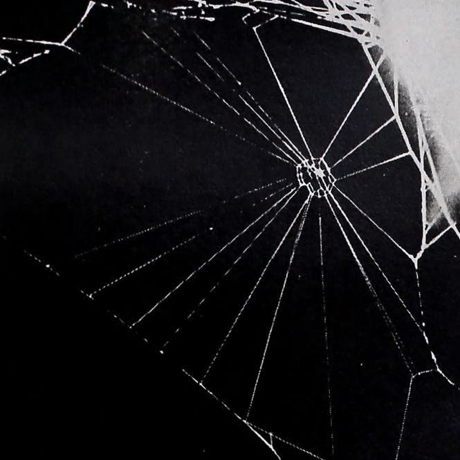Ein nicht zu Ende gesponnenes Netz einer Spinne auf einem Schlafmittel.