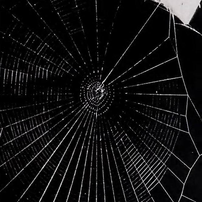 Regelmässig gesponnenes Netz einer Spinne auf LSD.