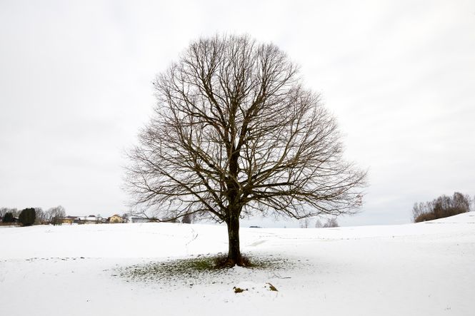 Baum in verschneiter Landschaft