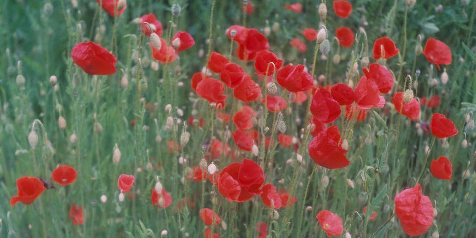 Gute Pestizide, schlechte Pestizide