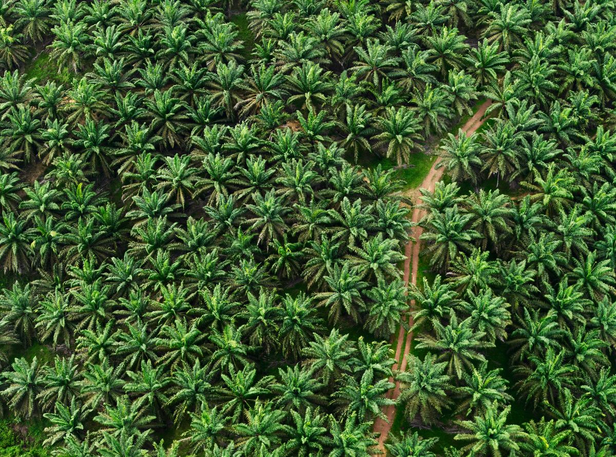 Luftaufnahme Palmölplantage 