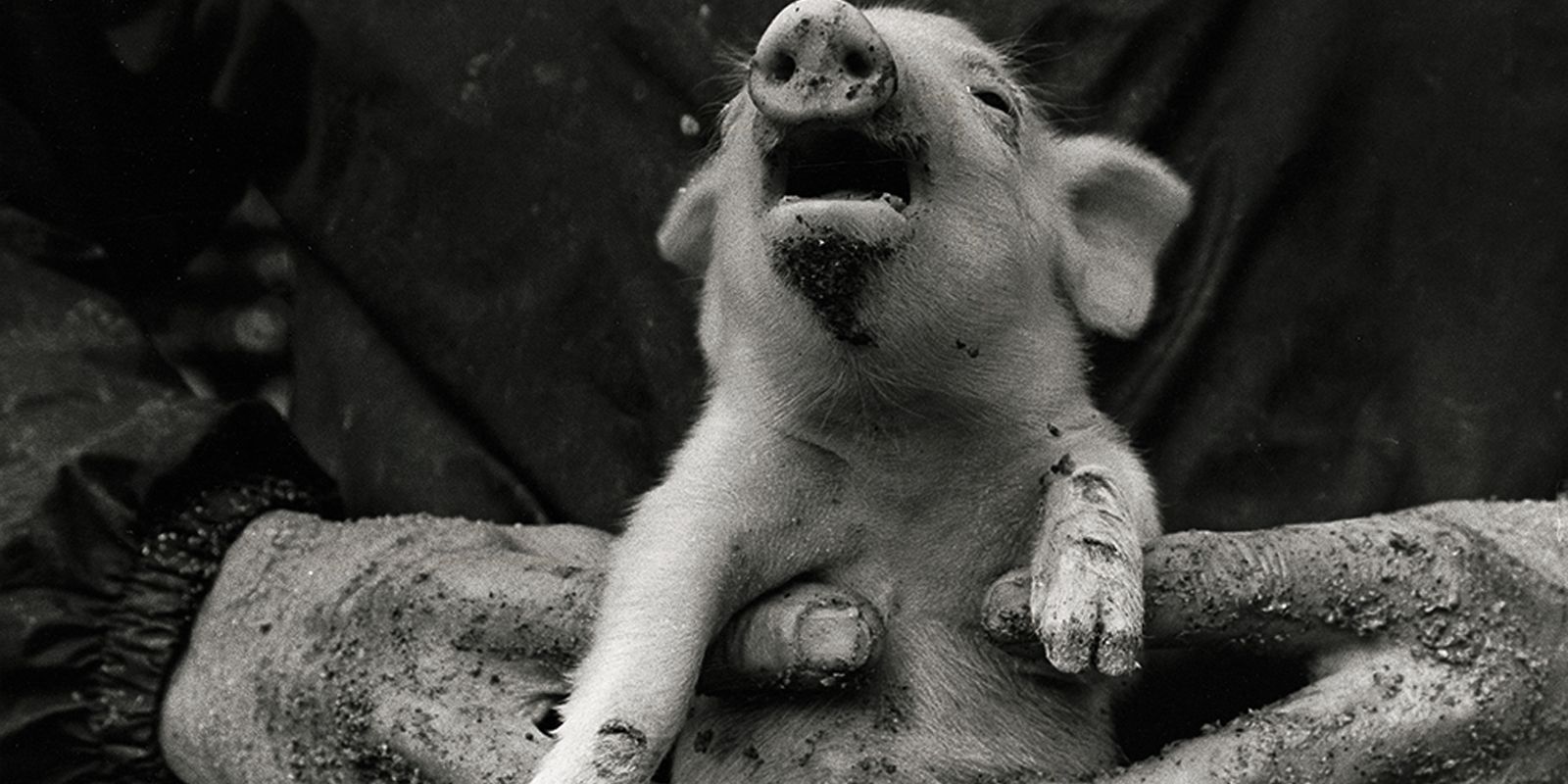The pigs in my garden