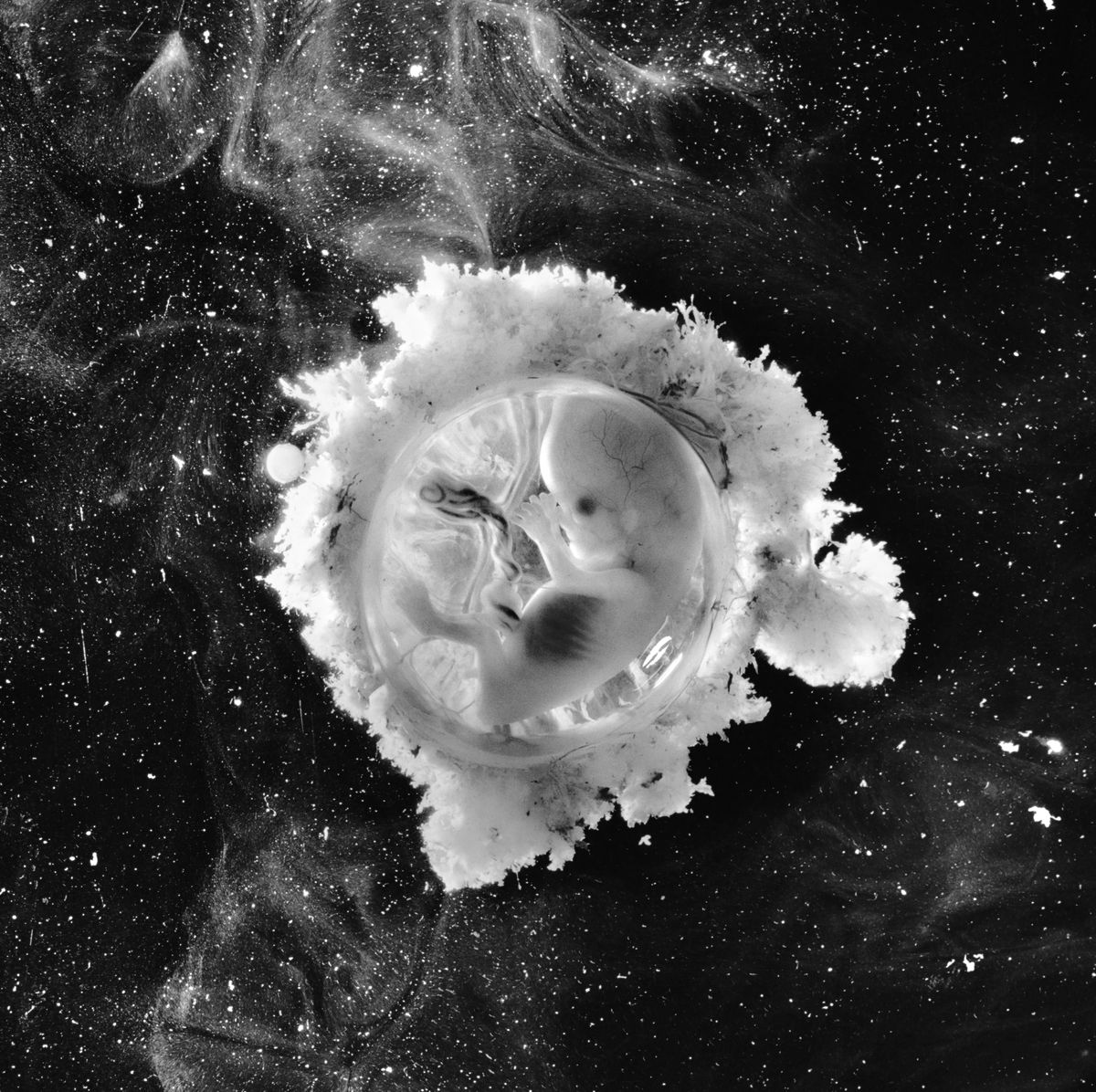 Sieben Eizellen, sieben Mal die Chance auf Leben