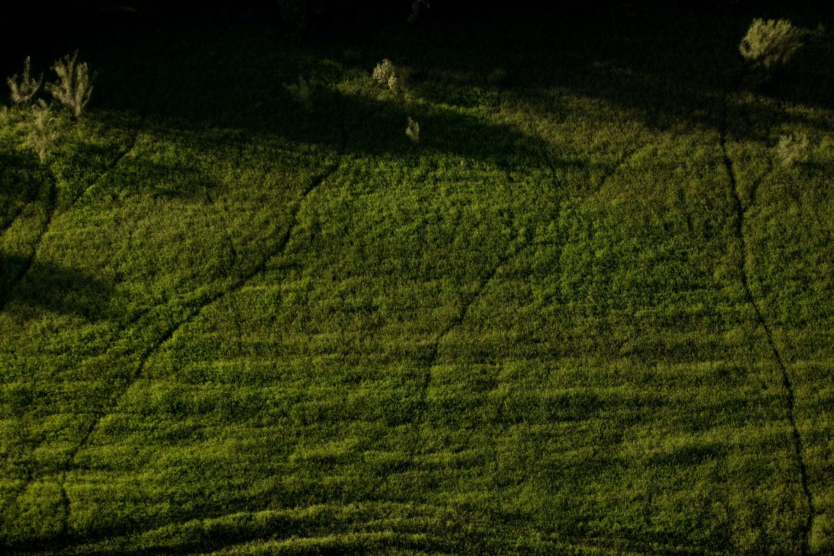 Spuren im Gras von oben