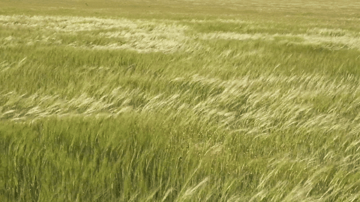 Gras auf Speed 